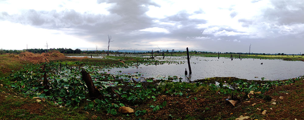 Panoramic shot of the Petrified Forest in Anlong Veng 