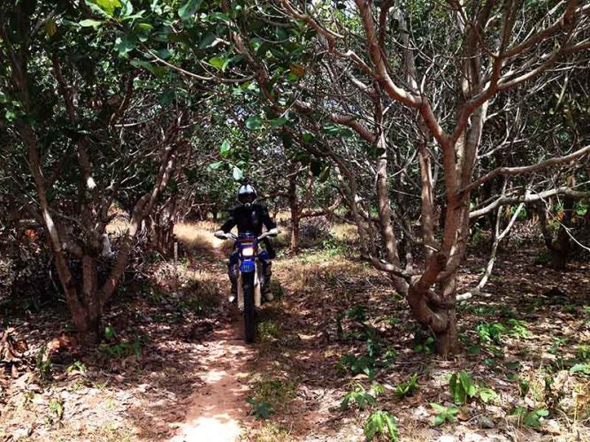 dirt-bike-tours-cambodia-cashews